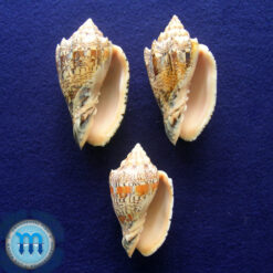 Voluta ebraea Linnaeus, 1758