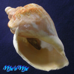 Pyrulofusus deformis (Reeve, 1847)