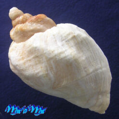 Pyrulofusus deformis (Reeve, 1847) - Imagem 2