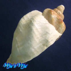 Pyrulofusus deformis (Reeve, 1847) - Imagem 3