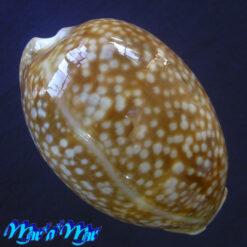Macrocypraea cervus Linnaeus, 1758