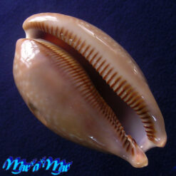 Alternative view of Macrocypraea cervus Linnaeus, 1758