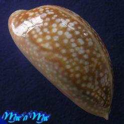 Macrocypraea cervus Linnaeus, 1758 - Imagem 3