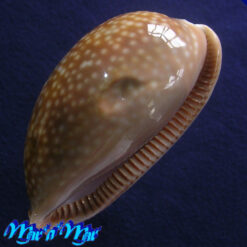 Macrocypraea cervus Linnaeus, 1758 - Imagem 4