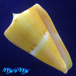 Conus riosi Petuch, 1986