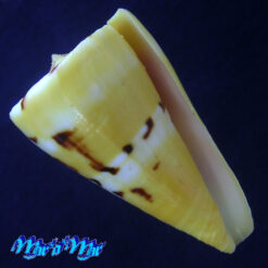 Conus riosi Petuch, 1986