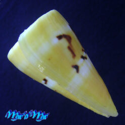 Conus riosi Petuch, 1986 - Imagem 3