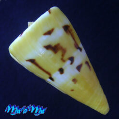 Conus riosi Petuch, 1986 - Imagem 4
