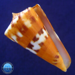 Conus riosi Petuch, 1986