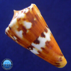 Conus riosi Petuch, 1986 - Imagem 2