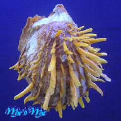 Spondylus reevei Fulton, 1915