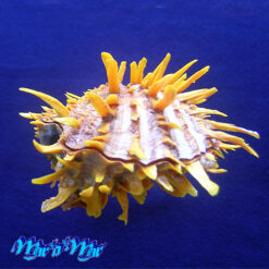 Spondylus reevei Fulton, 1915 - Imagem 3