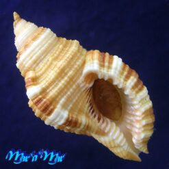 Cymatium martinianum Orbigny, 1845