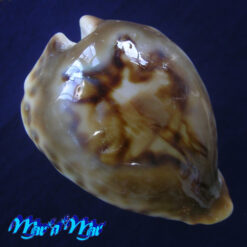 Cypraea (Barycypraea) fultoni Sowerby, 1903