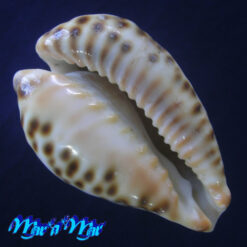 Cypraea (Barycypraea) fultoni Sowerby, 1903 - Image 4