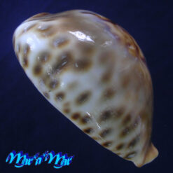 Cypraea (Barycypraea) fultoni Sowerby, 1903 - Image 3