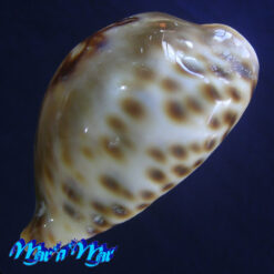 Cypraea (Barycypraea) fultoni Sowerby, 1903 - Image 2