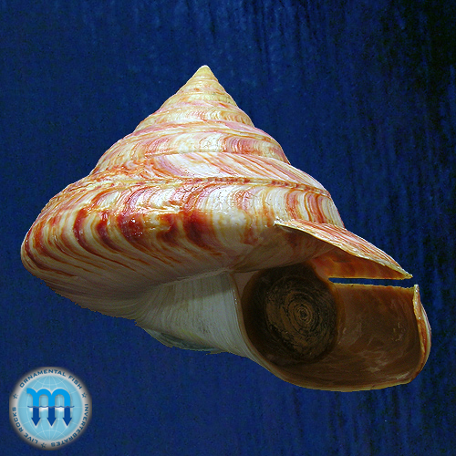 Entemnotrochus rumphii (Schepman, 1879)
