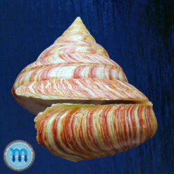 Entemnotrochus rumphii (Schepman, 1879) - Imagem 2