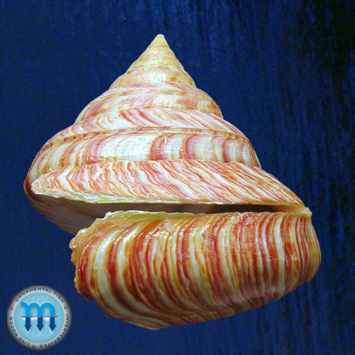 Entemnotrochus rumphii (Schepman, 1879) - Imagem 2