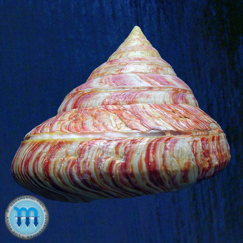 Entemnotrochus rumphii (Schepman, 1879) - Imagem 3