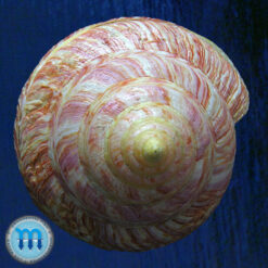 Entemnotrochus rumphii (Schepman, 1879) - Imagem 4
