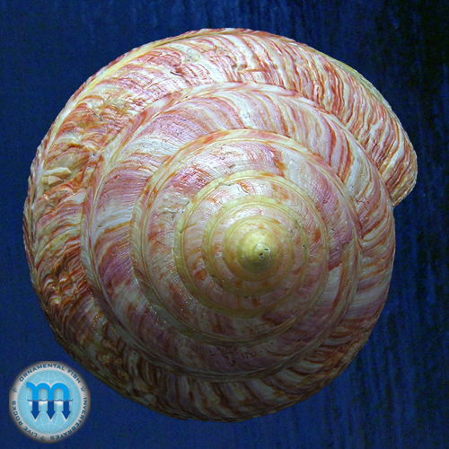 Entemnotrochus rumphii (Schepman, 1879) - Imagem 4