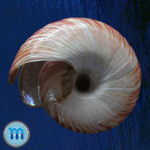 Entemnotrochus rumphii (Schepman, 1879) - Imagem 5