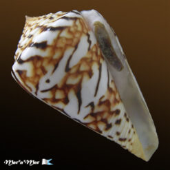 Conus centurio Born, 1778