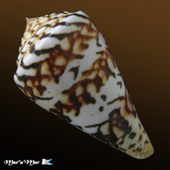 Conus centurio Born, 1778 - Imagem 2
