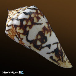 Conus centurio Born, 1778 - Imagem 3