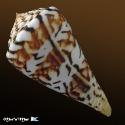 Conus centurio Born, 1778 - Imagem 4