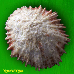 Patella tubularis Krauss, 1848