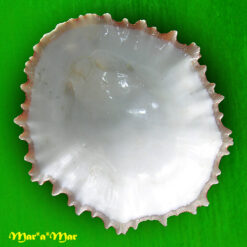 Patella tubularis Krauss, 1848 - Imagem 2