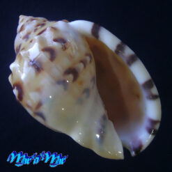 Semicassis labiata iheringi (Carcelles, 1953)