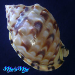 Alternative view of Semicassis labiata iheringi (Carcelles, 1953)
