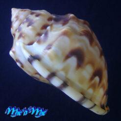 Semicassis labiata iheringi (Carcelles, 1953) - Imagem 3