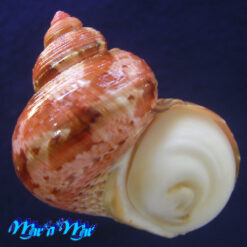 Turbo canaliculatus Hermann, 1781