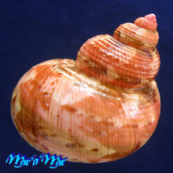 Turbo canaliculatus Hermann, 1781 - Imagem 2