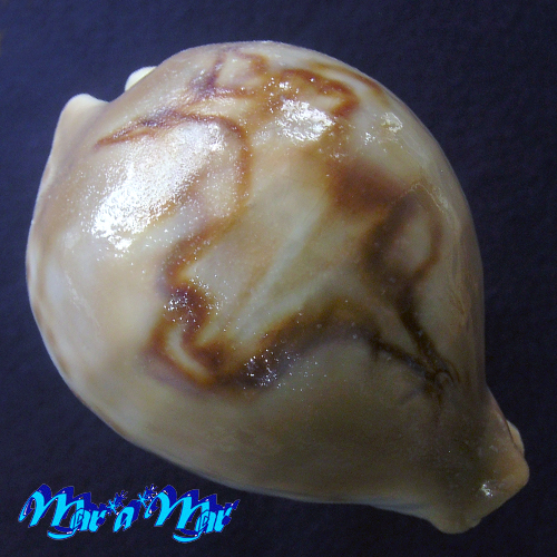 Cypraea (Barycypraea) fultoni amorini Lorenz, 1991