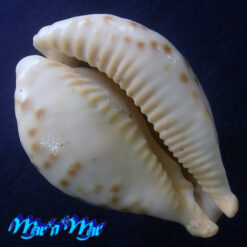 Cypraea (Barycypraea) fultoni amorini Lorenz, 1991 - Imagem 4