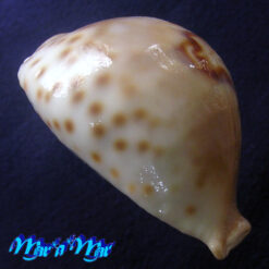 Cypraea (Barycypraea) fultoni amorini Lorenz, 1991 - Imagem 3