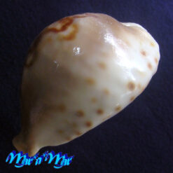 Cypraea (Barycypraea) fultoni amorini Lorenz, 1991 - Imagem 2