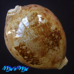 Cypraea valentia Perry, 1811