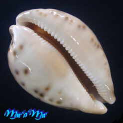 Cypraea valentia Perry, 1811 - Imagem 2