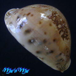 Cypraea valentia Perry, 1811 - Imagem 3