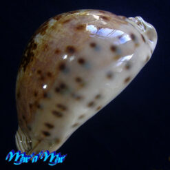 Cypraea valentia Perry, 1811 - Imagem 4