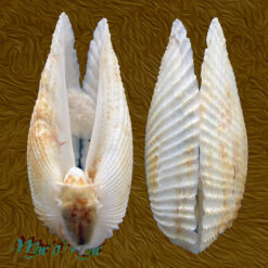 Alternative view of Cyrtopleura angelicalis Stakowian & Simone, 2024