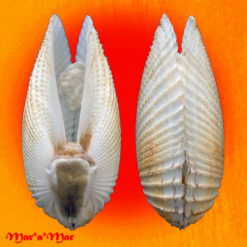 Cyrtopleura angelicalis Stakowian & Simone, 2024 - Imagem 2