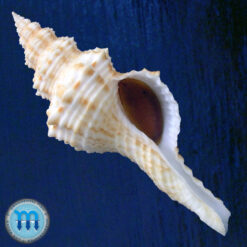Fusinus strigatus (Philippi, 1851)